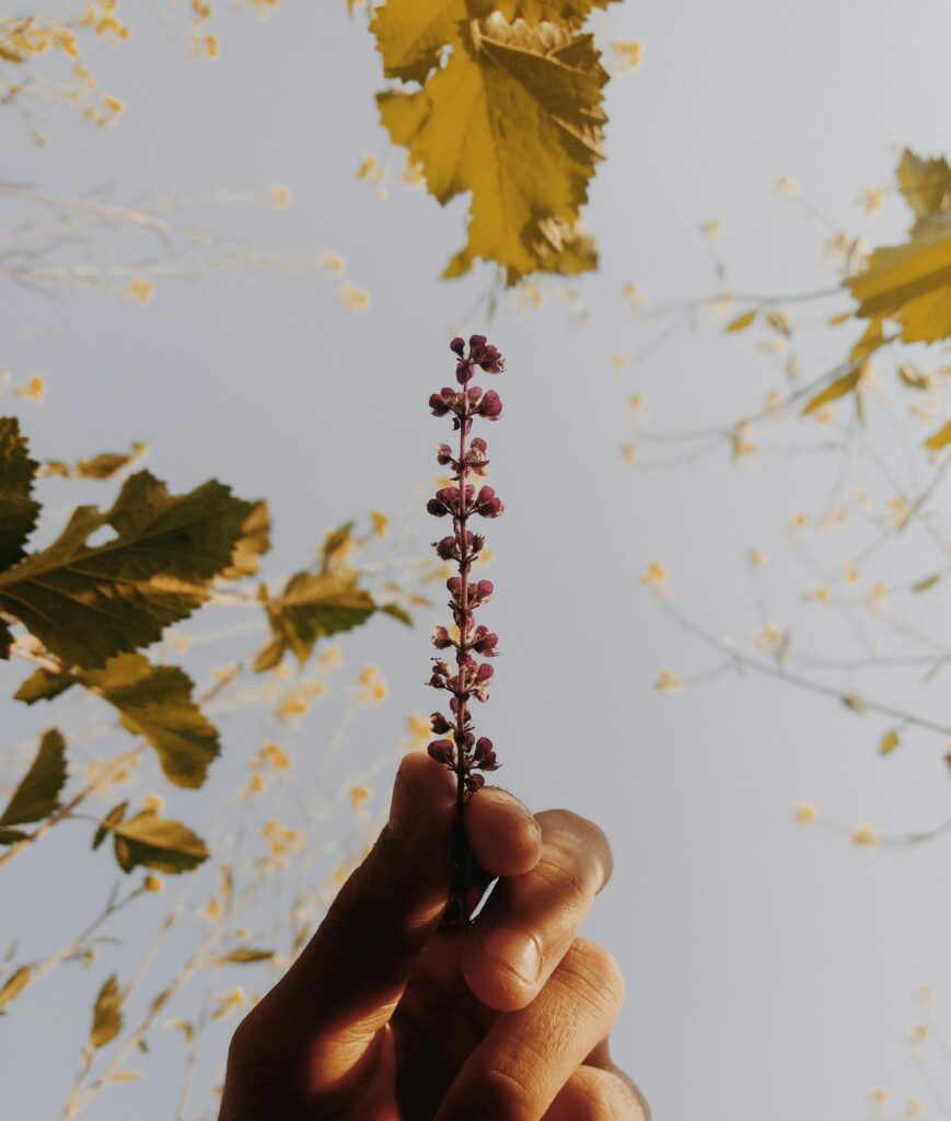 “Minimal mindful nature scene reflecting the peace and balance of slow living.”