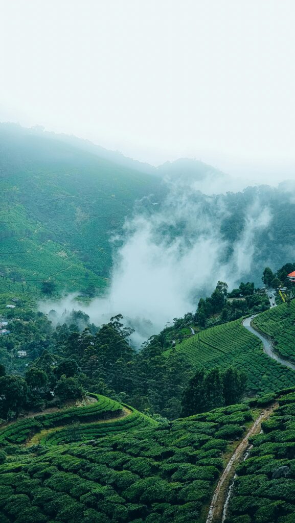 "Serene destinations in India - Misty coffee plantations in Coorg"